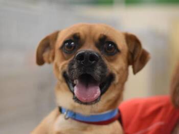 Zilla -  Puggle Dog for Adoption in Portland, Oregon - Zilla | PetCurious