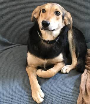 Rescue Beagle and Shepherd Dogs for Adoption in Honeoye Falls, New York - Peter | PetCurious