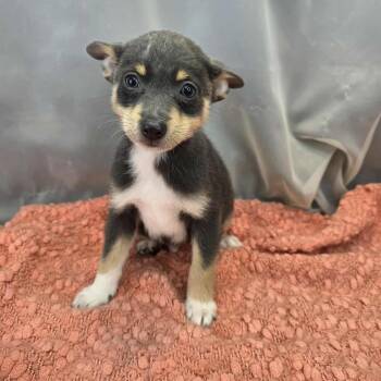 Chihuahua and Pomeranian Dogs Available for Adoption in Foley, Alabama - Banana | PetCurious