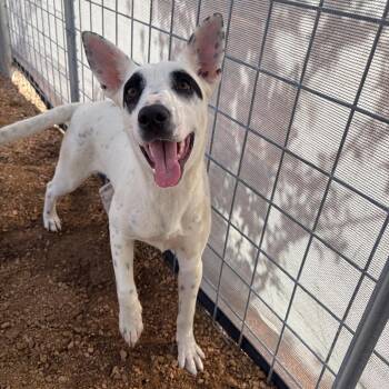 Hazel KCAC #472.26 -  Mixed Breed and Cattle Dog Dog for Adoption in Kerrville, Texas - Hazel KCAC #472.26 | PetCurious