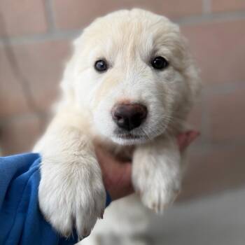 Marina -  Border Collie and Great Pyrenees Dog for Adoption in Goleta, California - Marina | PetCurious