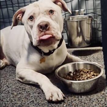 Dallas Marshmallow -  American Bulldog Dog for Adoption in Woodinville, Washington - Dallas Marshmallow | PetCurious