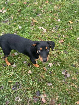 Rescue Rottweiler Dogs for Adoption in Germantown, Ohio - Artemis | PetCurious