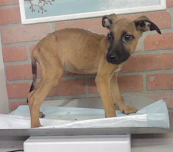 A2096945 -  Staffordshire Bull Terrier and Mixed Breed Dog for Adoption in Houston, Texas - A2096945 | PetCurious