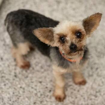 Maria (AG26-101) -  Yorkshire Terrier and None Dog for Adoption in Peyton, Colorado - Maria (AG26-101) | PetCurious