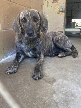 Labrador Retriever Dogs Available for Adoption - Briar | PetCurious