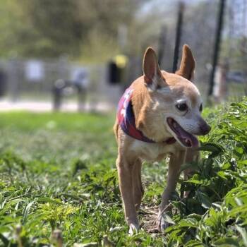 Banjo -  Chihuahua Dog for Adoption in Lincoln, Nebraska - Banjo | PetCurious