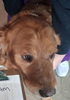 Bam Bam -  Golden Retriever Dog Available for Adoption in Mauston, Wisconsin - Bam Bam | PetCurious