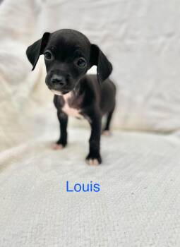 LOUIS -  Chiweenie and Dachshund Dog for Adoption in Madisonville, Louisiana - LOUIS | PetCurious