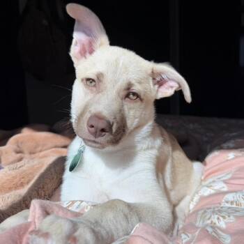 Atlantic -  Mixed Breed Dog for Adoption in Buffalo, Minnesota - Atlantic | PetCurious