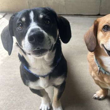 Beethoven -  Basset Hound and Beagle Dog for Adoption in Greenville, Pennsylvania - Beethoven | PetCurious