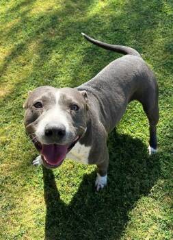 Pit Bull Terrier and Mixed Breed Dogs Available for Adoption in Blythe, California - PACO | PetCurious