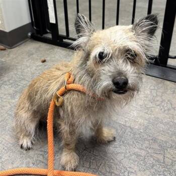 CHESTER -  Terrier and Mixed Breed Dog for Adoption in Ontario, California - CHESTER | PetCurious