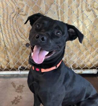 Berg -  Labrador Retriever Dog for Adoption in Muskegon, Michigan - Berg | PetCurious