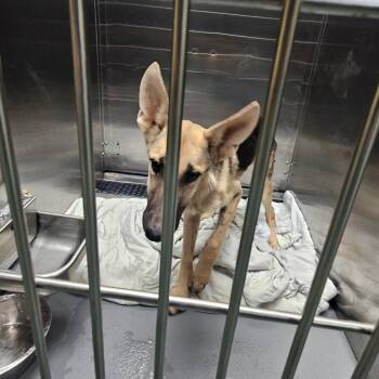 Dina -  Mixed Breed Dog for Adoption in Memphis, Tennessee - Dina | PetCurious