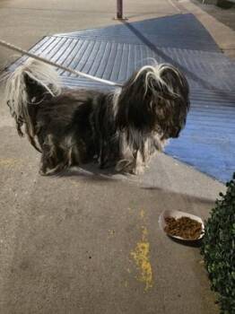 Shih Tzu and Mixed Breed Dogs Available for Adoption in El Paso, Texas - 60860568 | PetCurious