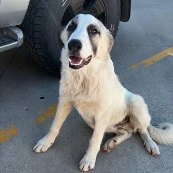 Bonez -  Great Pyrenees Dog for Adoption in Emporia, Kansas - Bonez | PetCurious