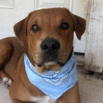 Scooby Doo -  Black Mouth Cur and Boxer Dog for Adoption in Boerne, Texas - Scooby Doo | PetCurious