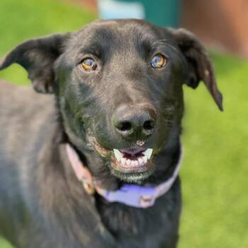 Labrador Retriever and Shepherd Dogs Available for Adoption in San Diego, California - Charley | PetCurious
