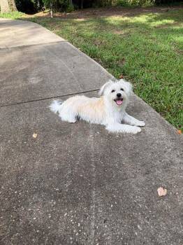 Oliver -  Miniature Poodle and Maltese Dog for Adoption in Mobile, Alabama - Oliver | PetCurious