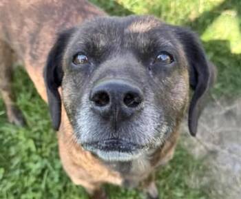 Plott Hound Dogs Available for Adoption in Euclid, Ohio - Sally Mae | PetCurious