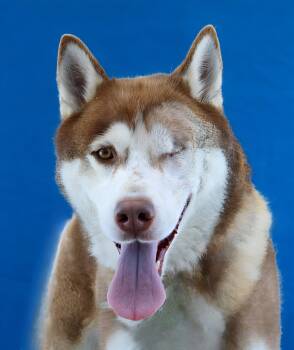 ATLAS -  Husky Dog for Adoption in Pasadena, California - ATLAS | PetCurious