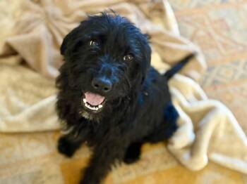 Labradoodle and Mixed Breed Dogs Available for Adoption in Leesburg, Alabama - Nadia | PetCurious