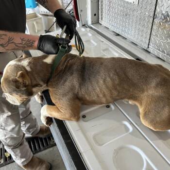 Jessie Banks Rd -  Pit Bull Terrier Dog for Adoption in Roxboro, North Carolina - Jessie Banks Rd | PetCurious