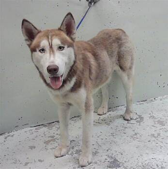 FETTUCINE -  Siberian Husky and Mixed Breed Dog for Adoption in Houston, Texas - FETTUCINE | PetCurious