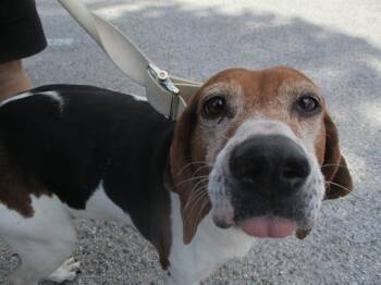 Treeing Walker Coonhound Dogs Available for Adoption in Ocala, Florida - TANYA | PetCurious