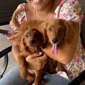 Lulu Jean -  Golden Retriever and Miniature Poodle Dog for Adoption in Houston, Texas - Lulu Jean | PetCurious