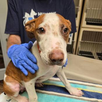 Pecan -  Terrier Dog for Adoption in Dallas, Texas - Pecan | PetCurious