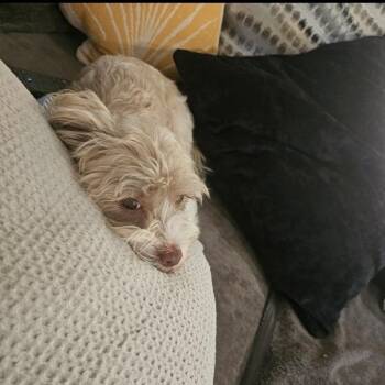 Pickles -  Schnauzer and Poodle Dog for Adoption in Phoenix, Arizona - Pickles | PetCurious