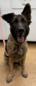 Rescue German Shepherd Dog and Mixed Breed Dogs for Adoption in Madera, California - Rita | PetCurious