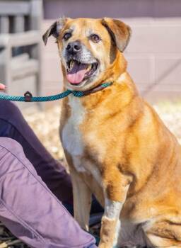 Steadham -  Mixed Breed Dog for Adoption in Chamblee, Georgia - Steadham | PetCurious