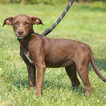 Ruby -  Chocolate Labrador Retriever Dog for Adoption in South Elgin, Illinois - Ruby | PetCurious