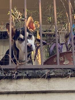 Rocky 4 -  Siberian Husky Dog for Adoption in Sumter, South Carolina - Rocky 4 | PetCurious