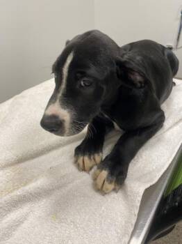 Kaufmo -  Mixed Breed Dog for Adoption in Vancouver, Washington - Kaufmo | PetCurious