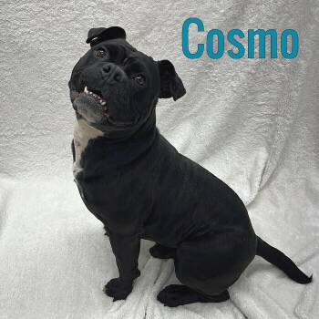 Cosmo -  American Bully Dog for Adoption in Pleasantville, New Jersey - Cosmo | PetCurious