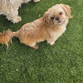 Cash -  Lhasa Apso and Shih Tzu Dog for Adoption in Oroville, Washington - Cash | PetCurious