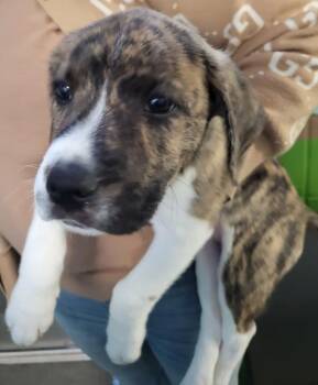 Labrador Retriever and Pit Bull Terrier Dogs Available for Adoption - Pen 224 Moriah | PetCurious