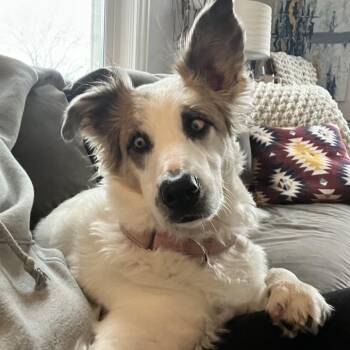 Border Collie Dogs Available for Adoption - Juniper | PetCurious