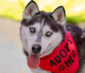 MARLEY -  Siberian Husky Dog for Adoption in Martinez, California - MARLEY | PetCurious