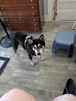 Rescue Shiba Inu Dogs for Adoption in Maryville, Tennessee - Meka | PetCurious