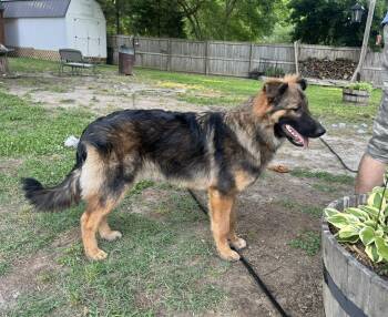 Mischeif -  German Shepherd Dog Dog for Adoption in Yorktown, Virginia - Mischeif | PetCurious