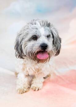 TEDDY -  Poodle Dog for Adoption in Pasadena, California - TEDDY | PetCurious