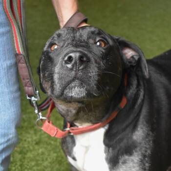 Rescue Catahoula Leopard Dog and Mixed Breed Dogs for Adoption in West Palm Beach, Florida - Labubu | PetCurious