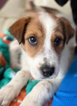 Terrier Dogs Available for Adoption in Brooklyn Center, Minnesota - Tess | PetCurious