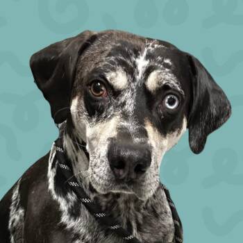 Bo -  Catahoula Leopard Dog Dog for Adoption in Reno, Nevada - Bo | PetCurious