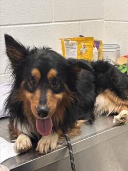 JULIO -  Australian Shepherd Dog for Adoption - JULIO | PetCurious